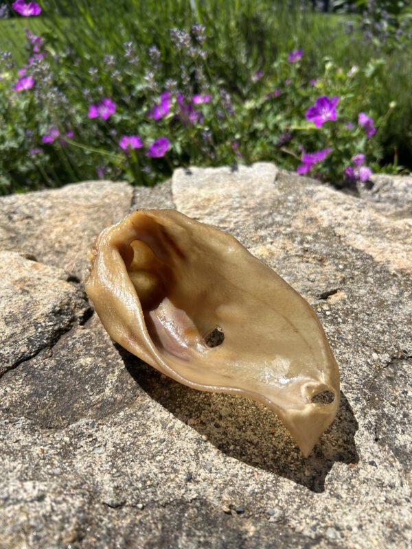 Oreille de porc