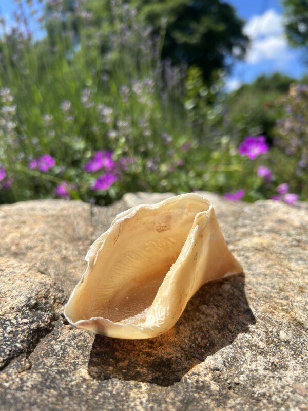 Sabot de veau – Image 2