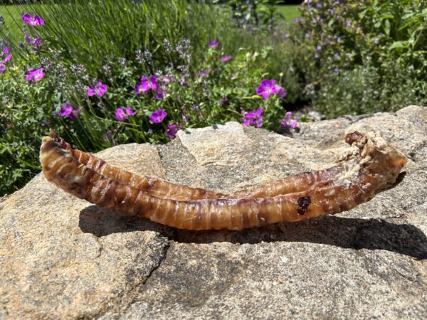 Trachée de bœuf 30cm