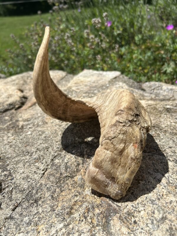 Corne de mouton – Image 2