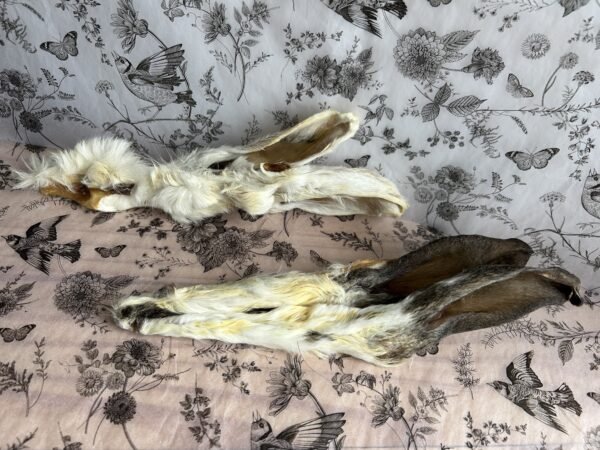 Oreilles de lapin – Image 2